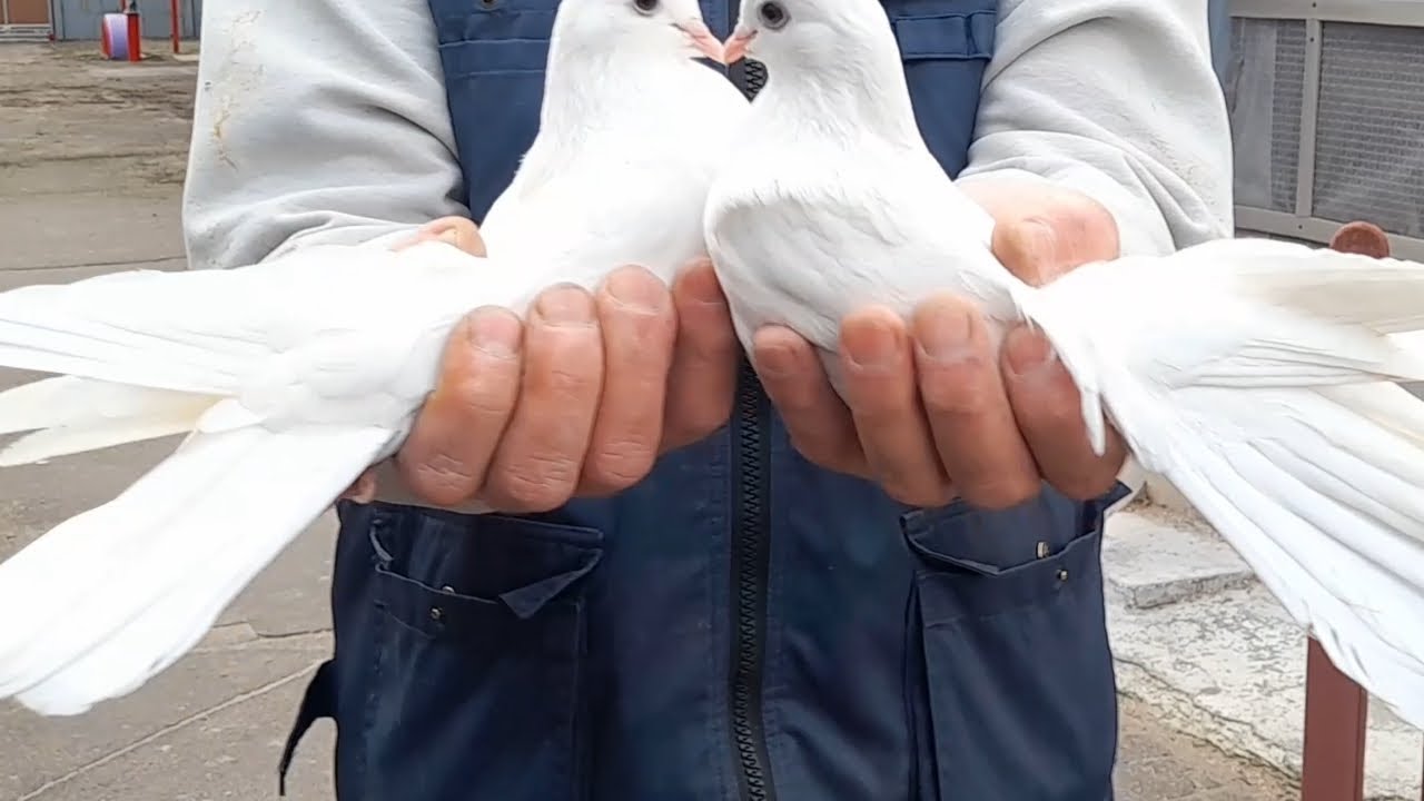 голуби Гапонова Юрия .видео для друзей .