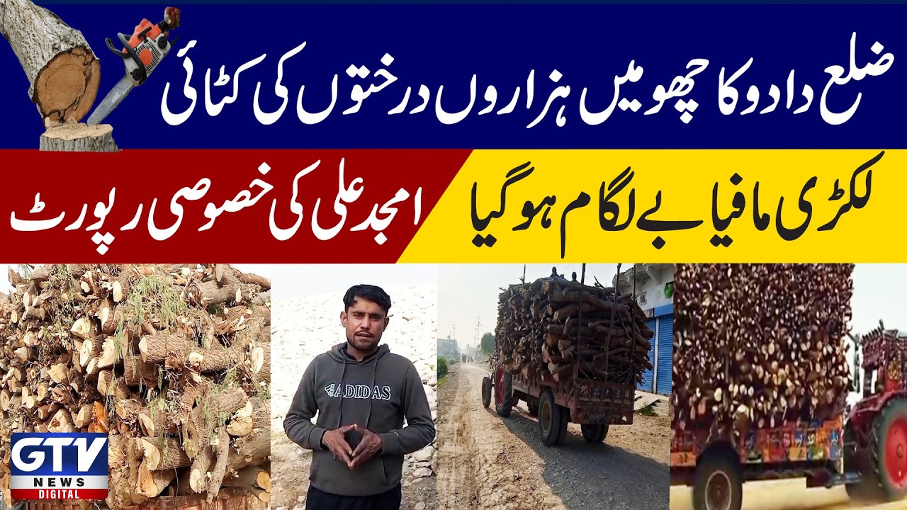 Thousands of trees felled in Dadu Kachho district Timber mafia has gone unchecked Amjad Ali's report