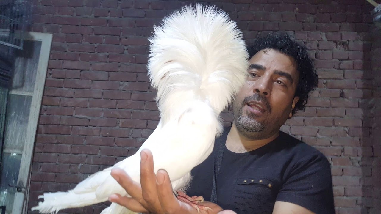 حمام للبيع من مزرعة مجاهد البربري الحمام الزينه ٠١٢٨٦٦٥٦٩٦٩
