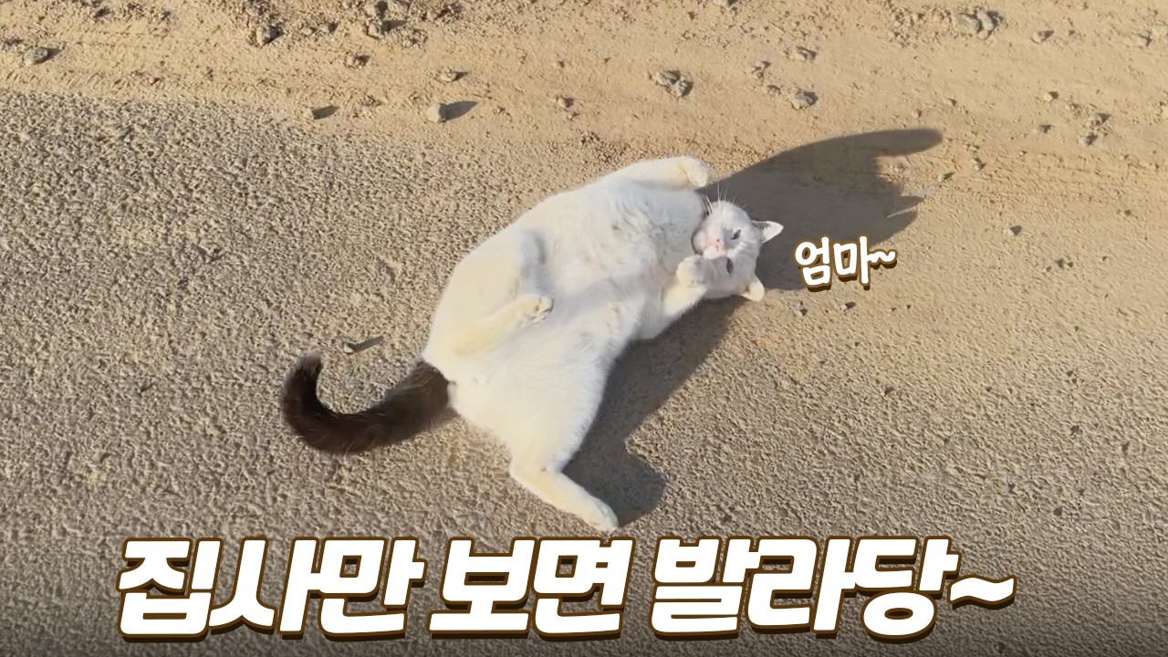 집사랑 발맞춰 산책하는 낭만 터지는 고양이