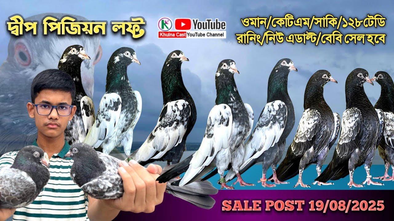 ওমান/কেটিএম/সাকি /১২৮ টেডি রানিং নিউ এডাল্ট বেবি সেল।।Pakistani Teddy pigeon sale।। new collection