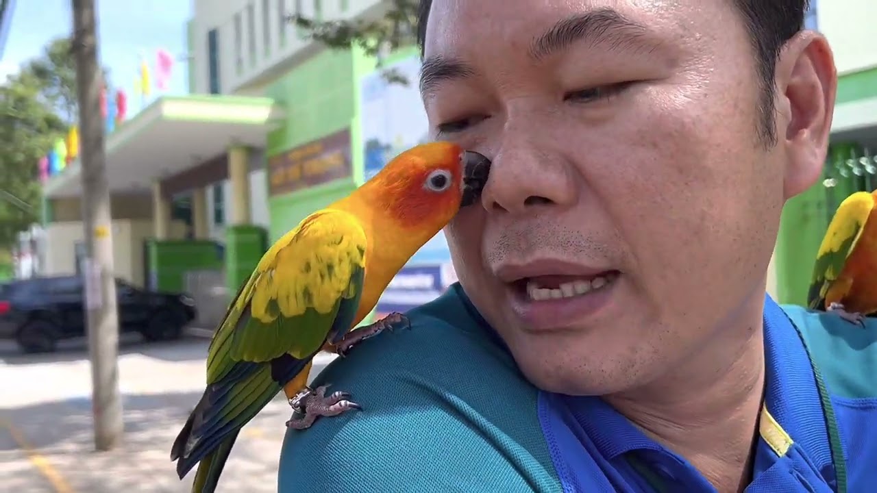 Clip về vẹt : Thả Vẹt Sun đi chơi và cái kết ko chịu về chủ phải đi kiếm gọi về . Cách gọi vẹt về