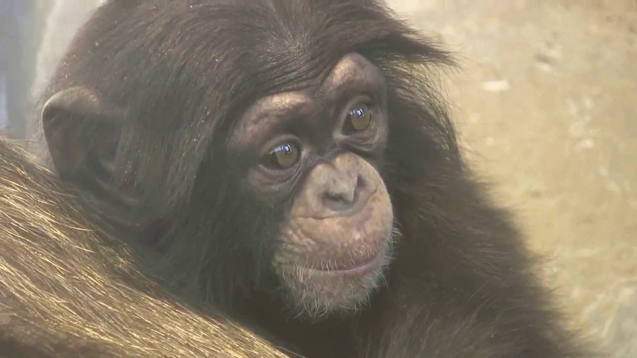 東山チンパンジー 双子の赤ちゃん 53 Chimpanzee twin baby