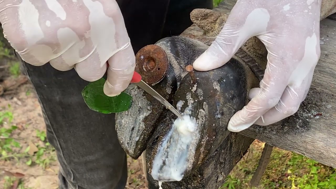 OMG a Trim and Cleaning Rescued cow hoof from hunter's screw