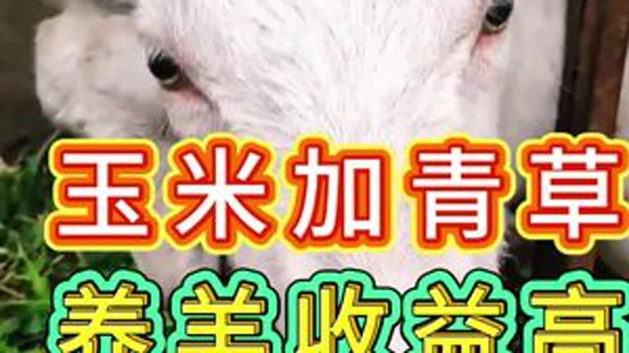 玉米加青草，养羊收益高 #养羊人#养羊技术#养羊经验#养羊