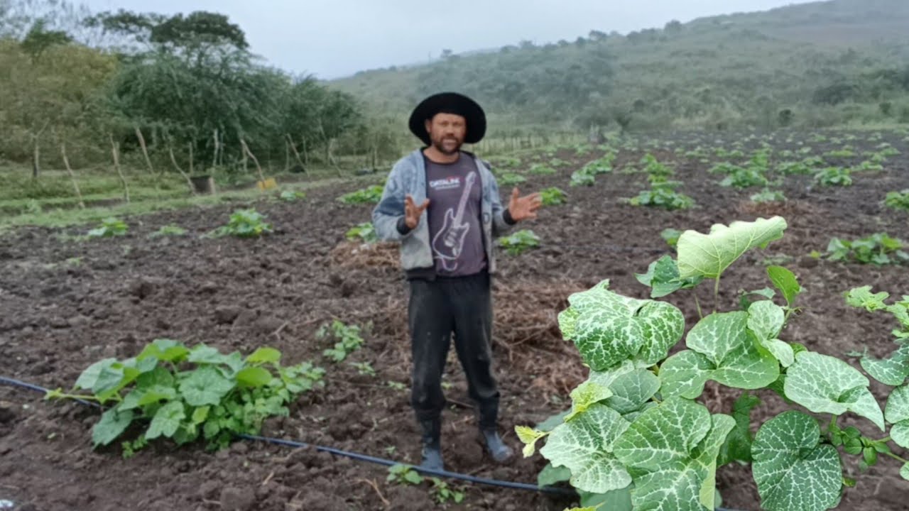 40 dias de plantio 