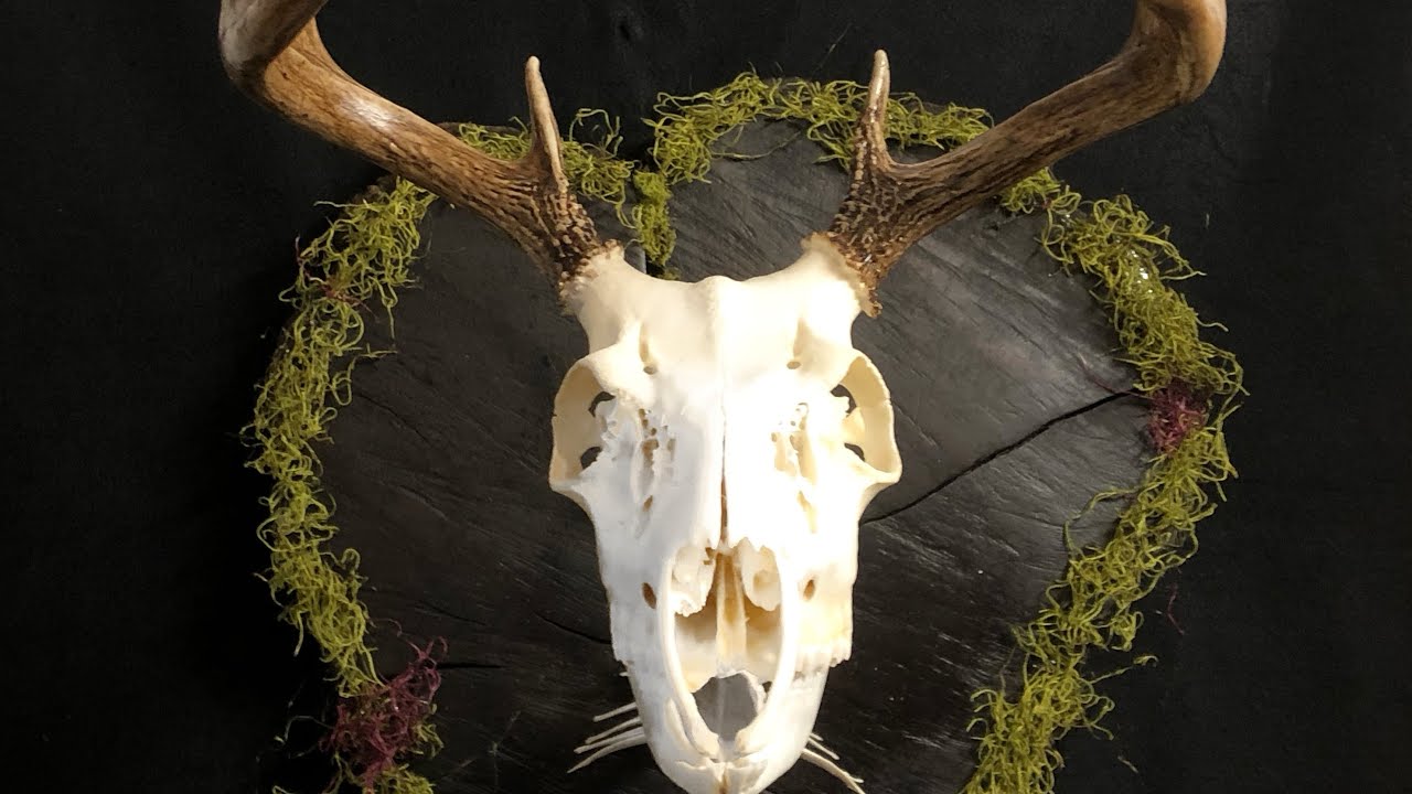 Skull Restoration Tutorial- How To Stain And Repair Broken Antlers