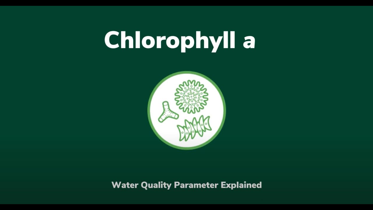 Chlorophyll a: A Water Quality Parameter Explained