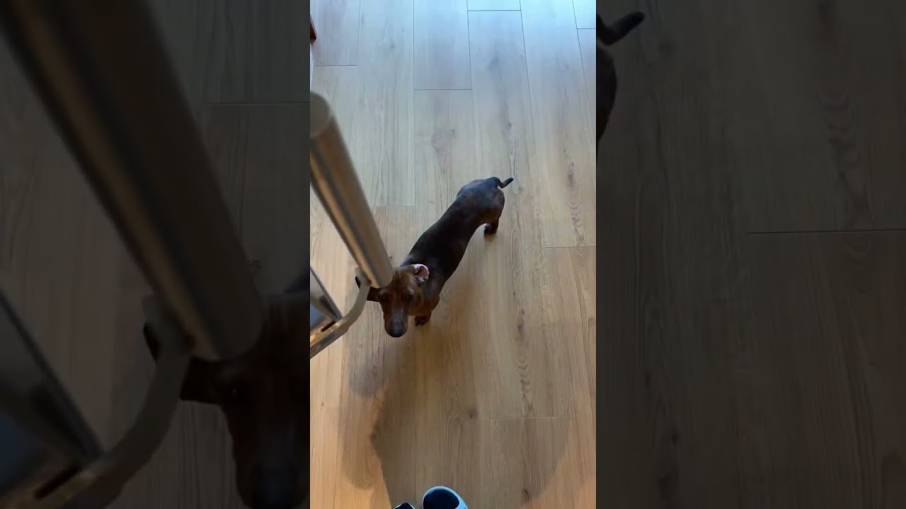 Mini doxie Mac needs his cheese! 🧀