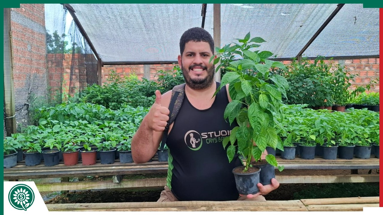 PRIMEIROS CUIDADOS COM SUAS MUDAS DE PIMENTAS