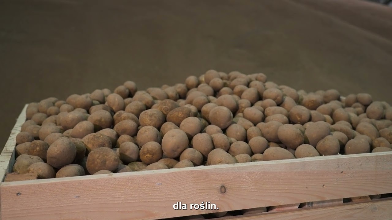 YaraMila - Nitrofoski, czyli gruba granula NPK z azotem częściowo w formie saletrzanej