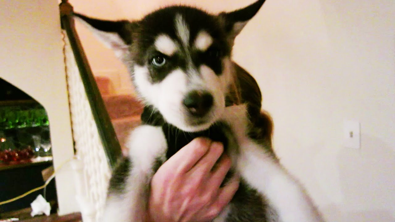 WOLF'S VLOG