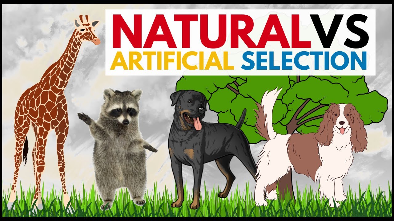 Natural vs Artificial Selection Explained | Real-Life Examples & Key Differences