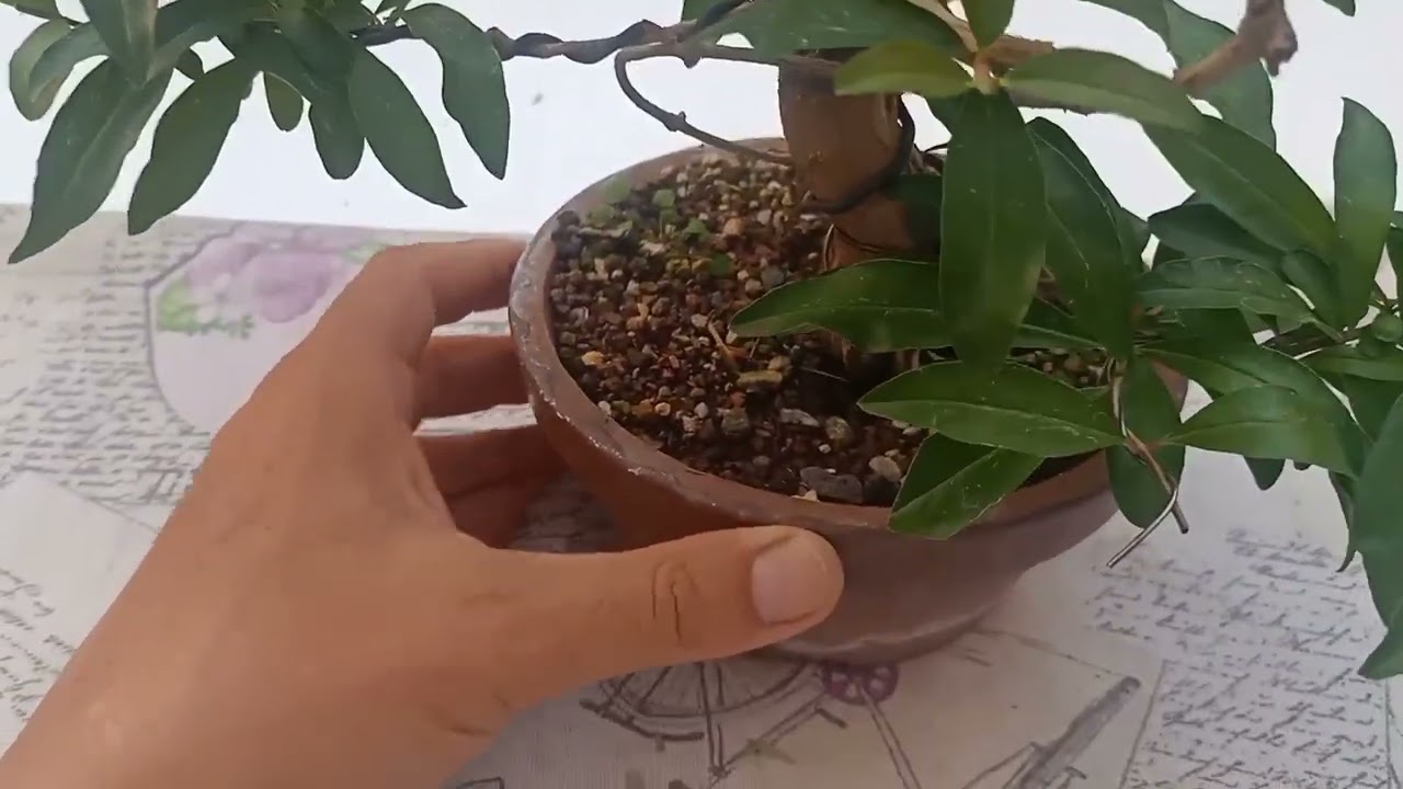 Granado nejikan BONSAI. Como pinzar para ramificar #granado #bonsai #bonsaitree