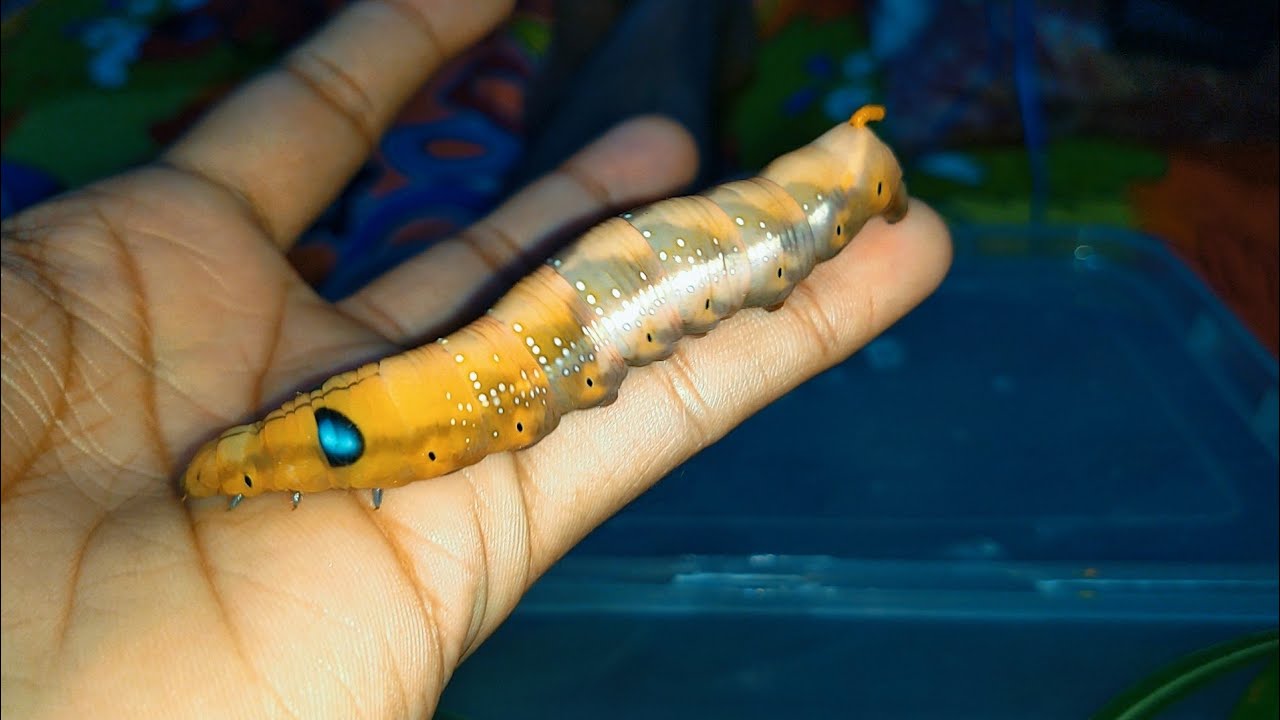 Caterpillar of oleander hawk moth ( Daphnis nerii)
