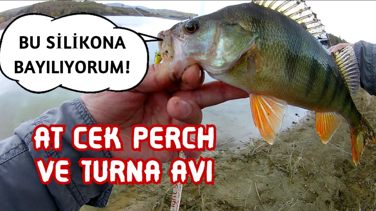 Tatlısuda At Çek Balık Avı ve Önemli bilgiler │ Perch ve Turna Avı