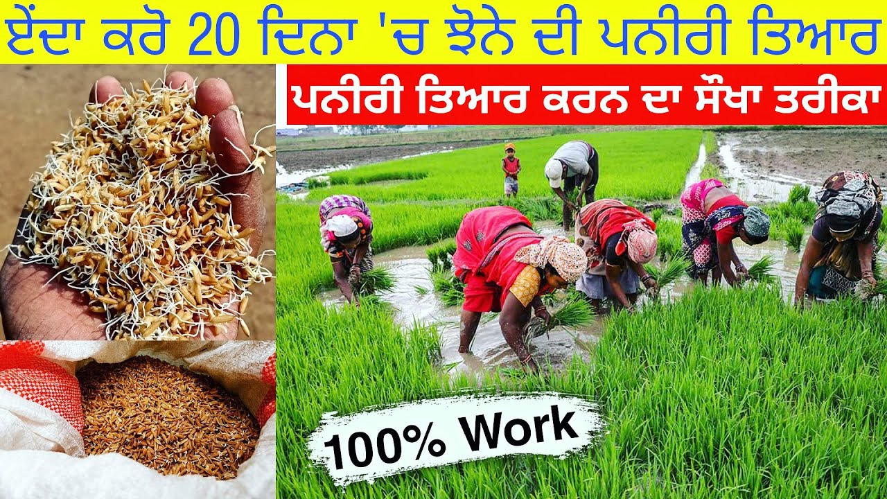 ਇਹ ਤਰੀਕਾ ਵਰਤੋ ਪਨੀਰੀ ਝੱਟ ਤਿਆਰ ਹੋ ਜਾਊ | paddy nursery preparation | agri advice
