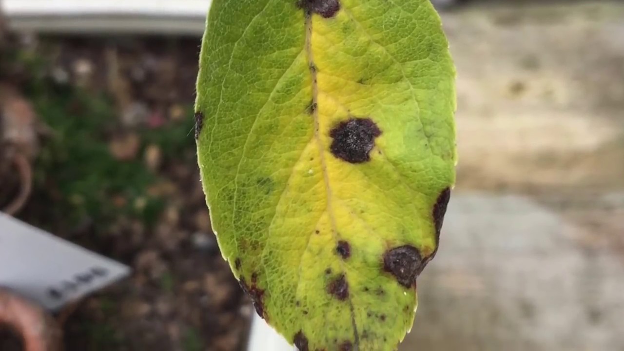Bonsai in Autumn - what to expect
