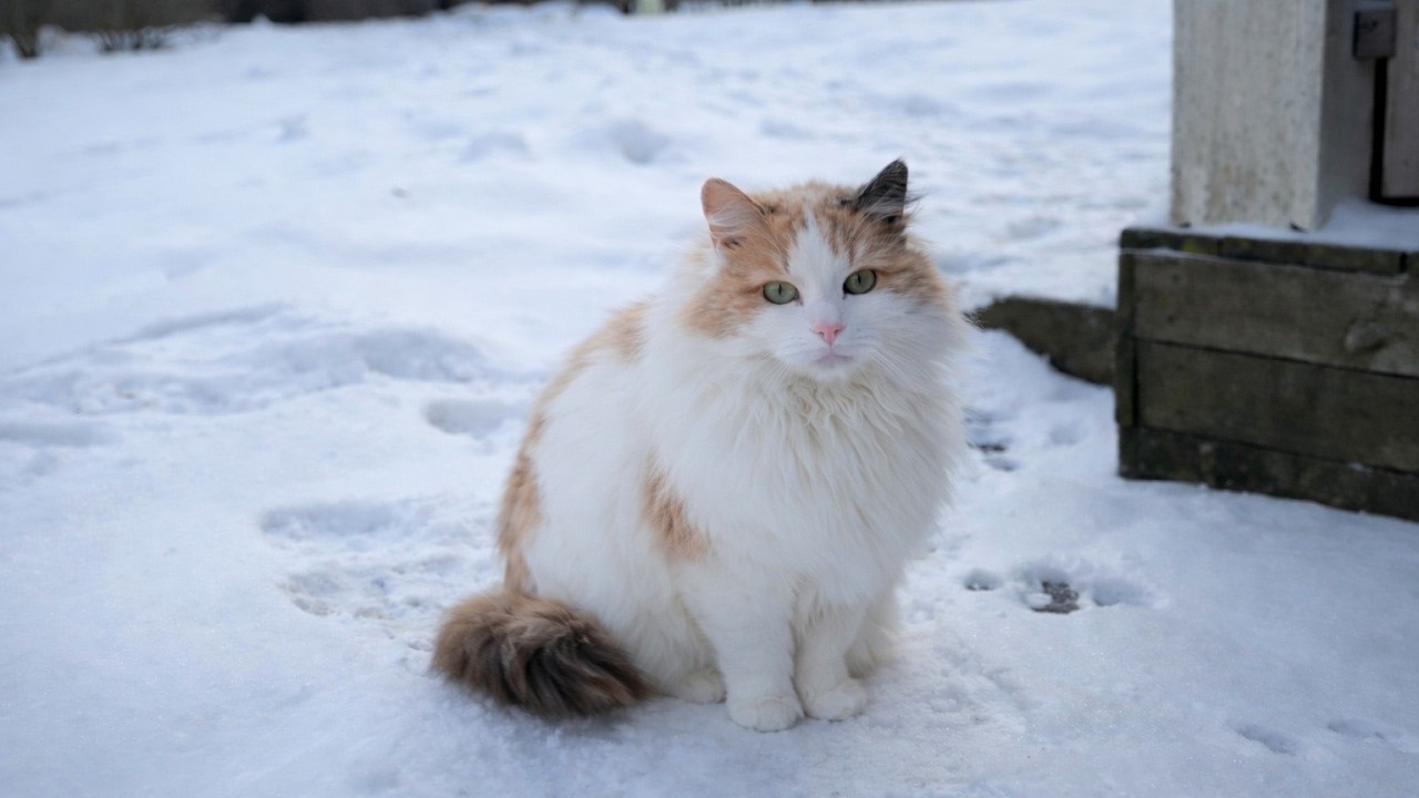 Four Cats On A Short Stroll 🤎 | Jan the Orange Cat 🐾