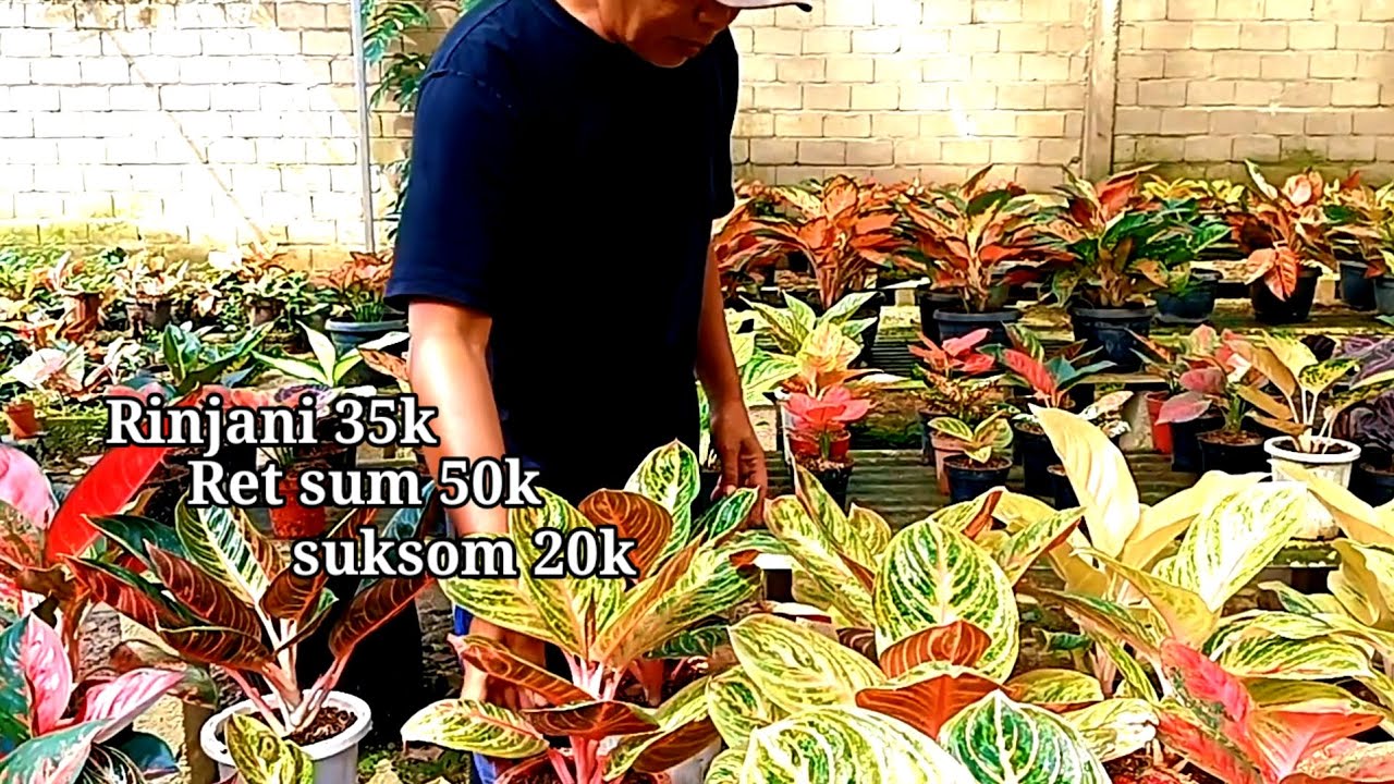 Aglonrma stok baru banyak discont paket 100 dapat banyak 