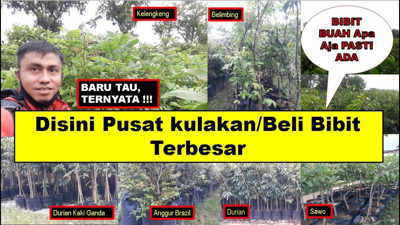 Pusat Kulakan Bibit Buah Terbesar Di Jawa Tengah, Komplit Banget