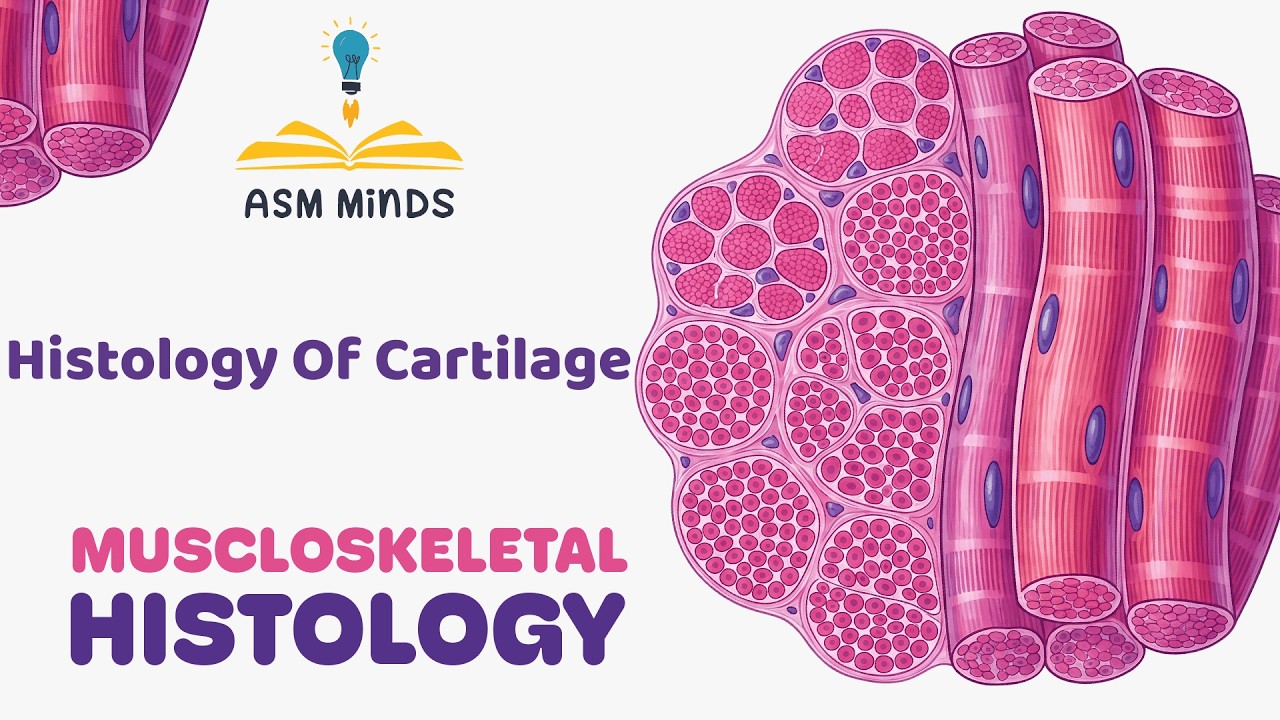 1- Components Of Cartilage - Musculoskeletal Histology - By Dr.Abdulrahman Fathy