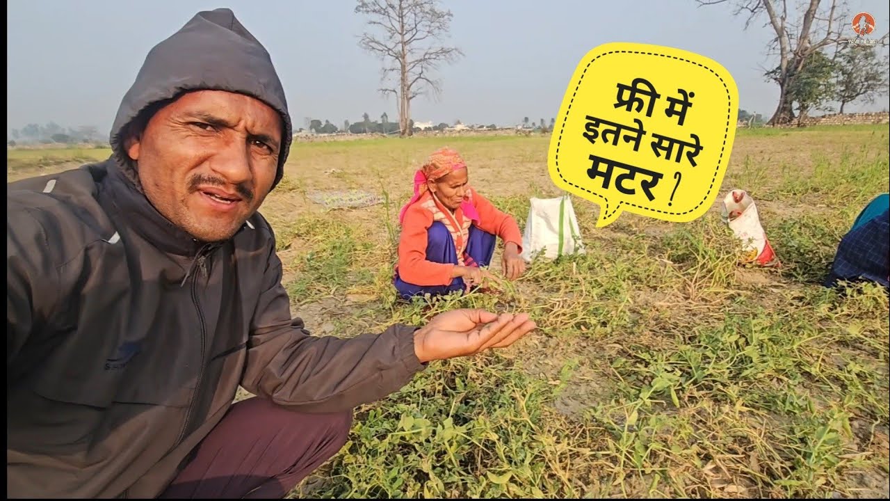 खेतों में गए मटर ताड़ने || घास के साथ भर-भर कर लाए तोड़कर😃 Lifestyle Vlog by. @yashpahadiofficial 