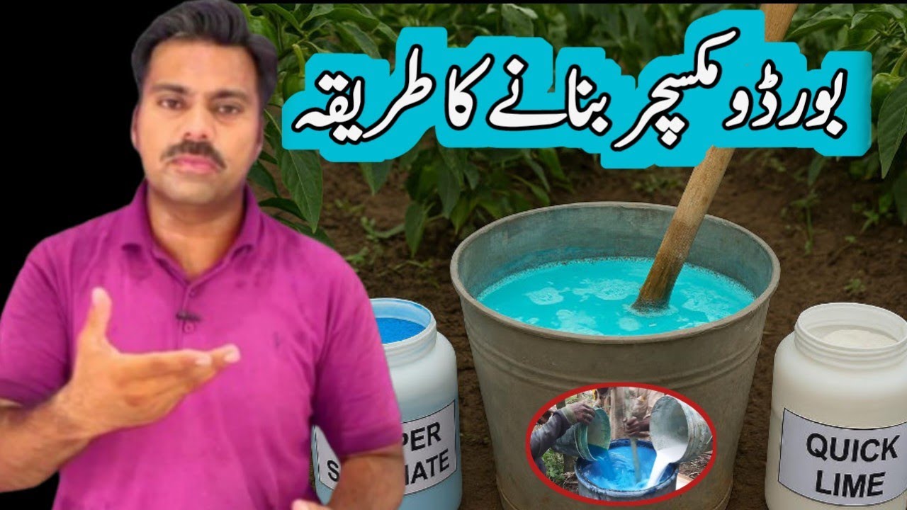 How to prepare Bordeaux paste and mixture for agricultural crops | Abid Ali Agrarian