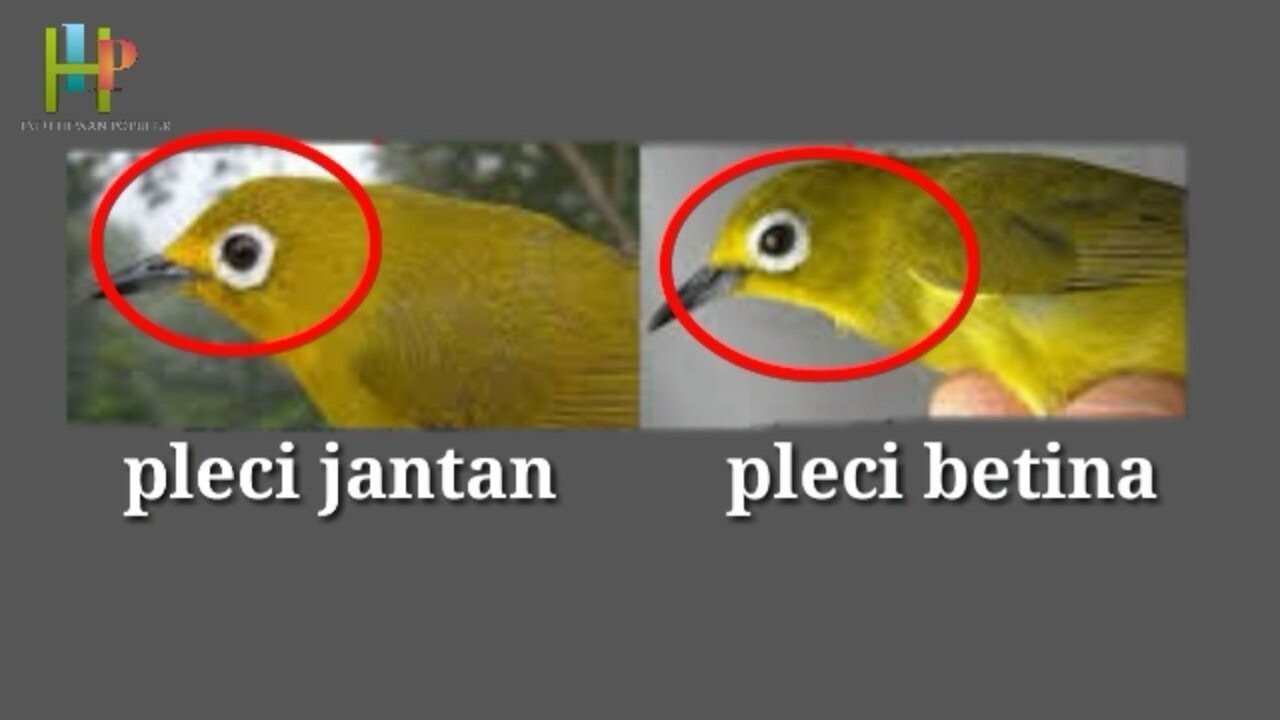 5 cara membedakan burung pleci jantan dan betina