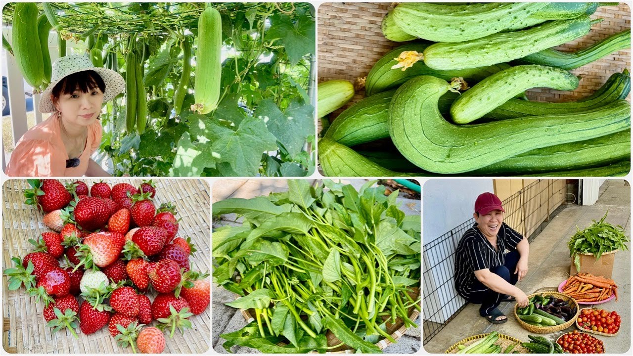 Thu Hoạch Mướp Hương Đầu Mùa, Dưa Leo Hàn Quốc, Rau Muống Xanh, Cà Chua Và Dâu Tây.