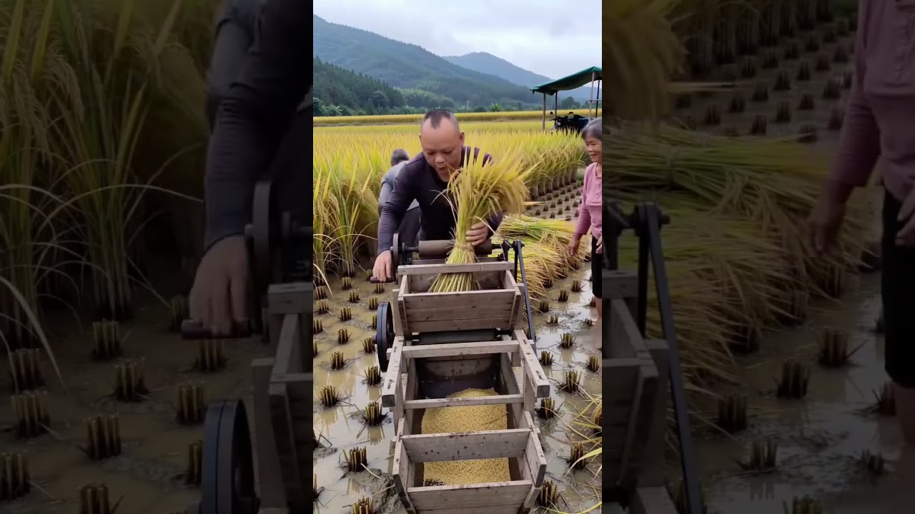 Threshing Paddy Rice with a Foot-Pedal Drum Machine in the Field 🌾