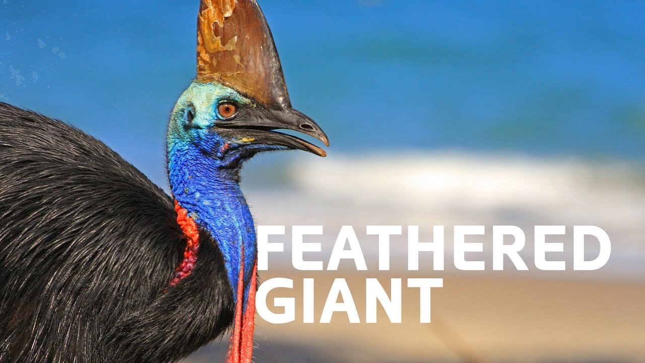 Cassowary: Up Close With A Living Dinosaur | Inside Nature's Giants
