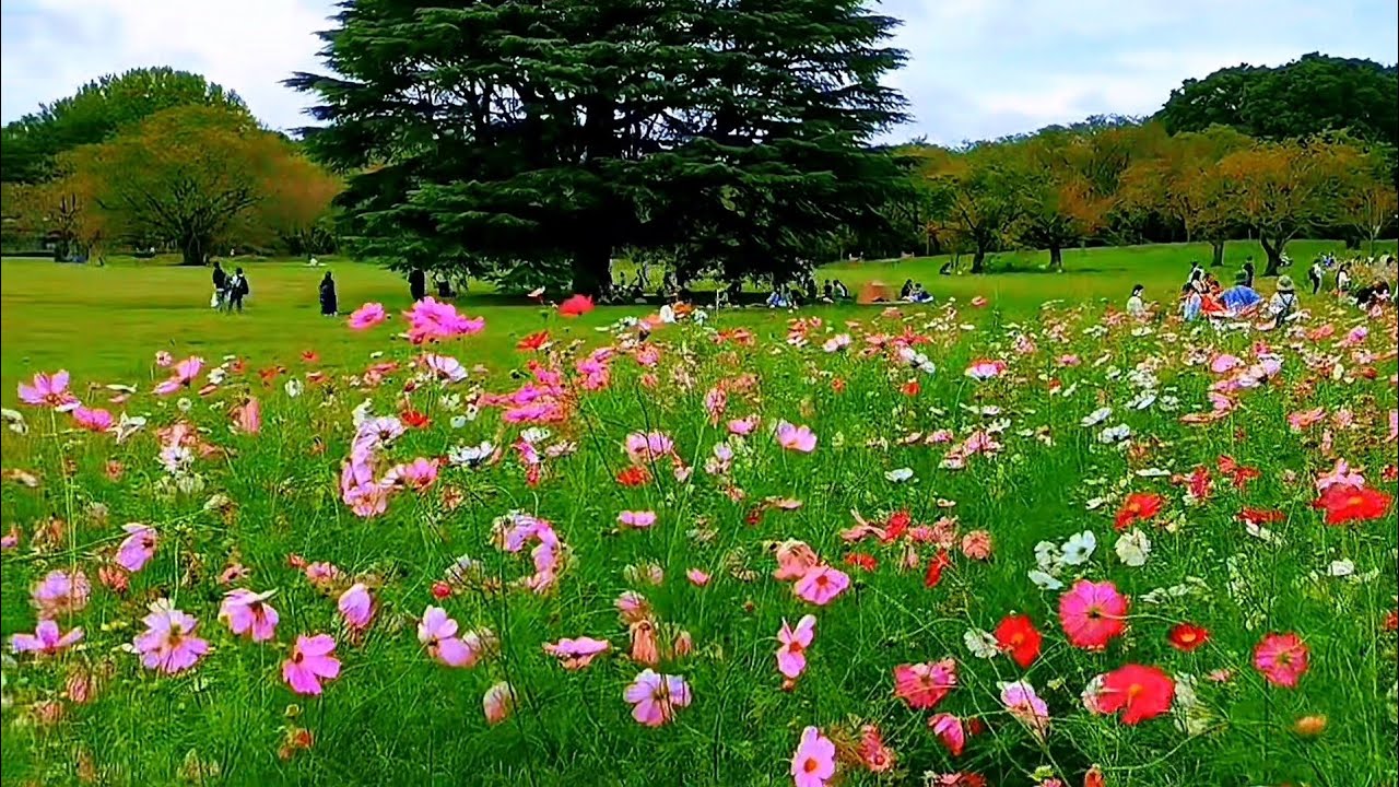 コスモスまつり2024 ∣昭和記念公園∣Showa Memorial Park