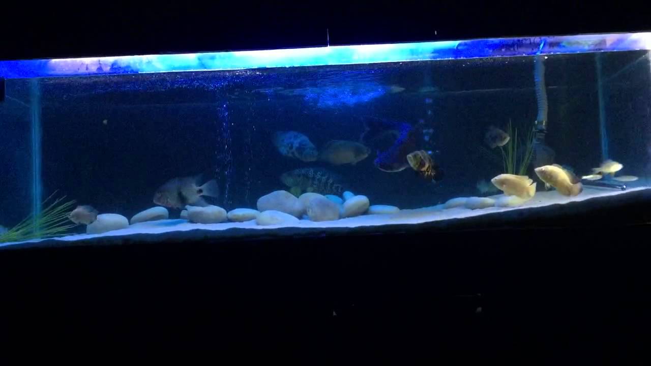 Mon aquarium 1400l new habitant