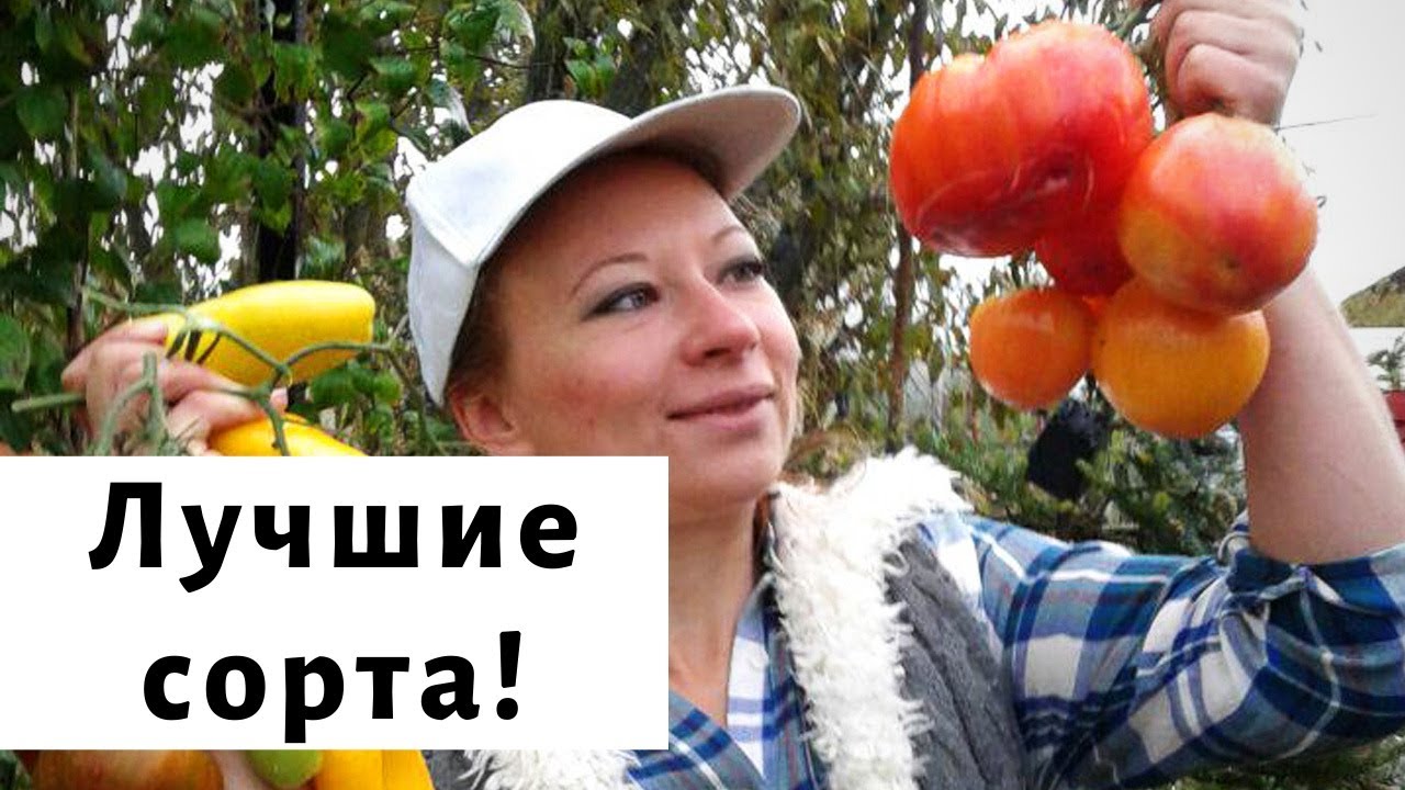 Самые вкусные сорта помидор 2019. Обзор томатов