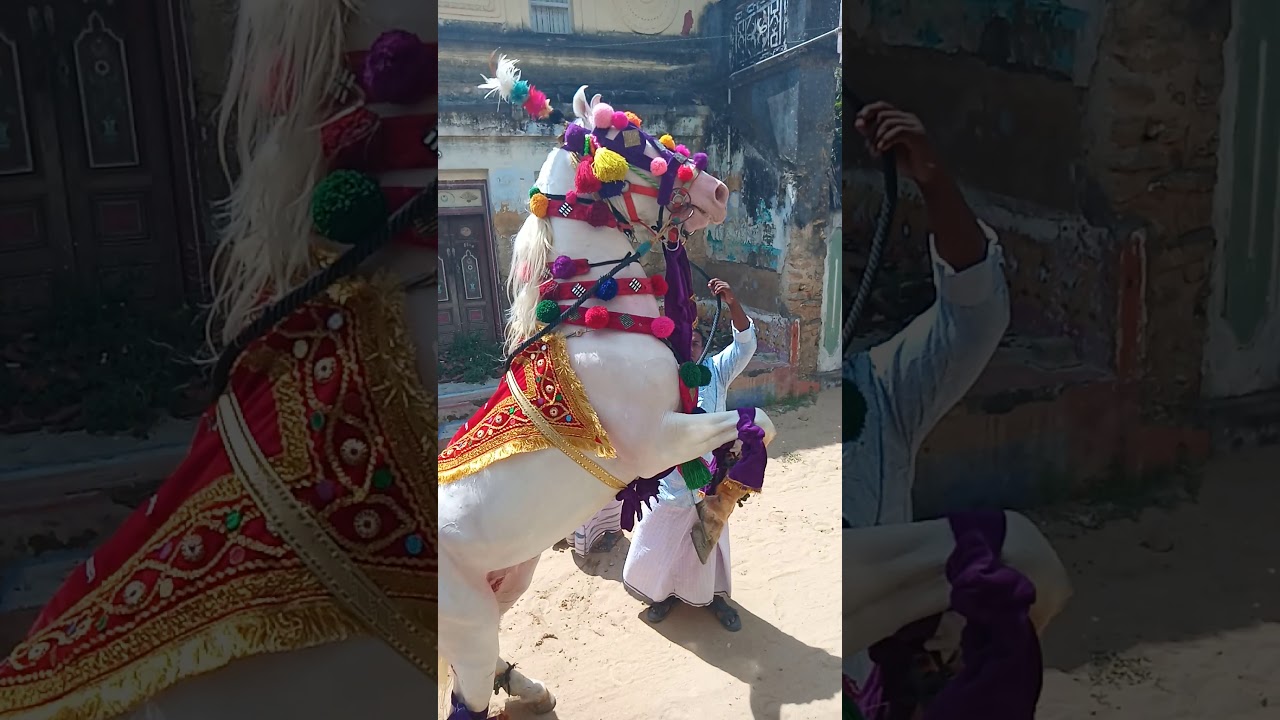 M.S jemini panaikulam horse dancing