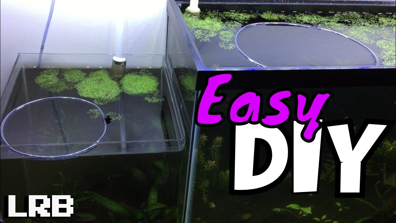 DIY Feeder Ring What Why and How for Aquarium Plants When Your Floating Plants Takeover