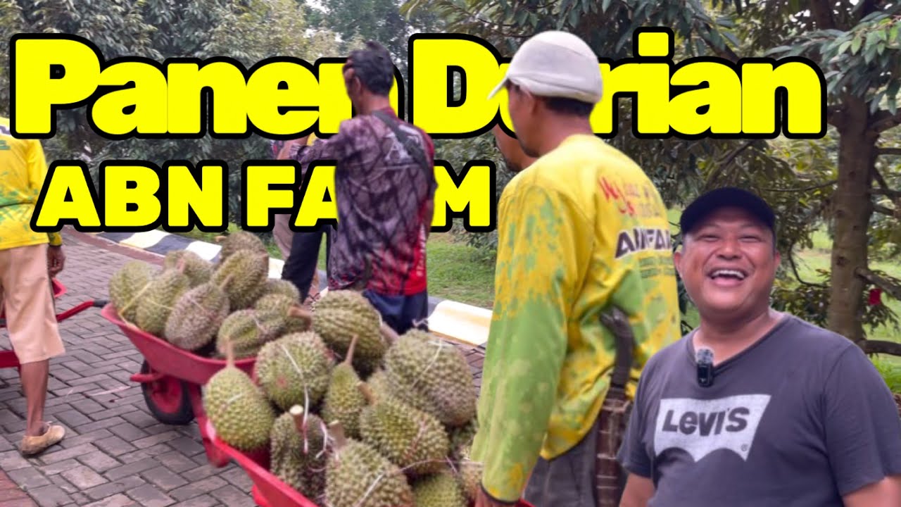 Panen Durian Di ABN Farm Bersama HAJI ABUN