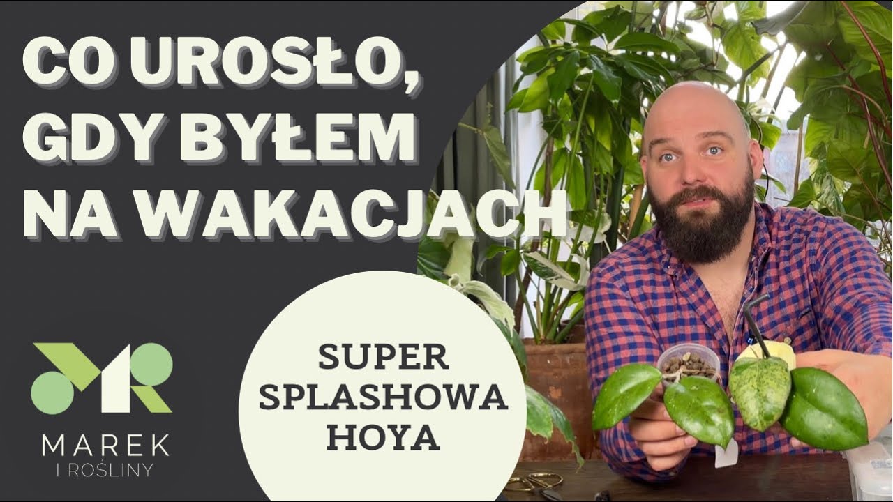 Co urosło, gdy byłem na wakacjach oraz super splashowa hoya