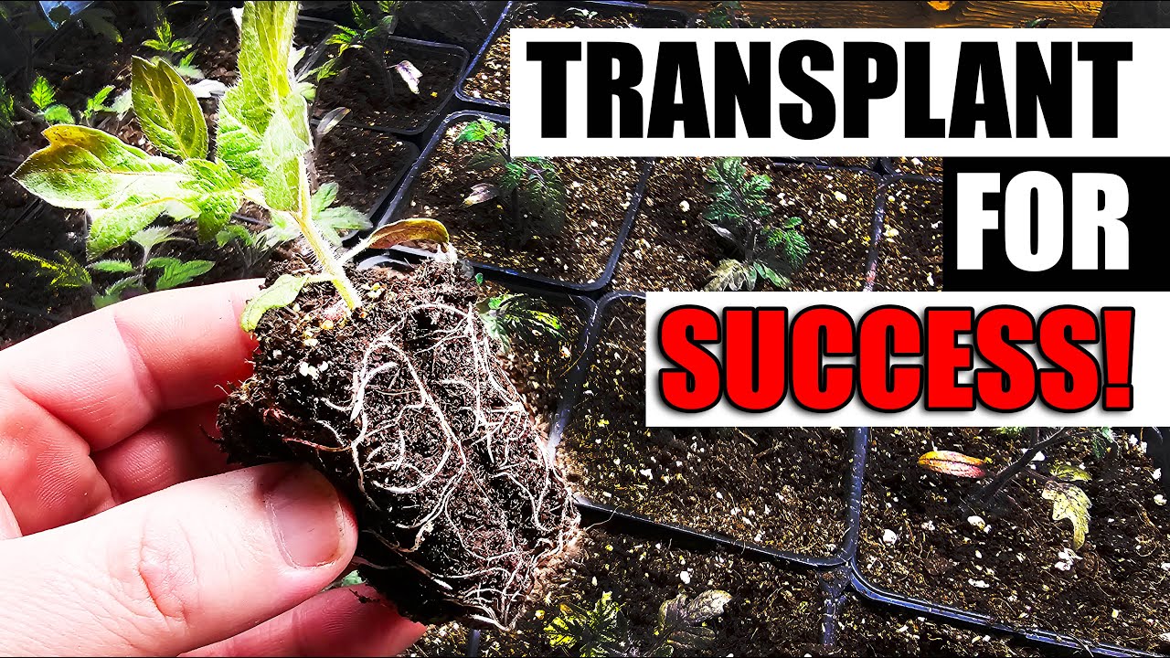 Transplanting Seedlings - The Complete Guide