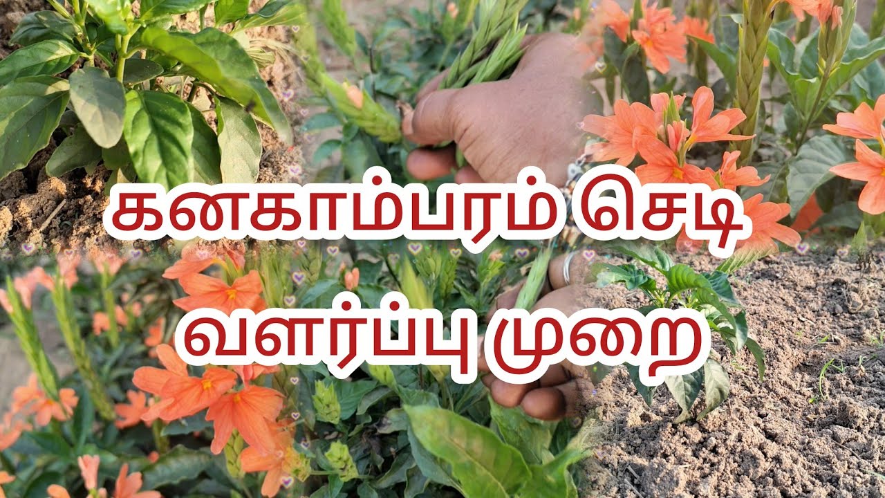 கனகாம்பரம் பூ செடியின் ரகசியம் || கனகாம்பரம் பூ அதிகம் பூக்கவில்லையா இப்படி பண்ணுங்க #kanakambaram