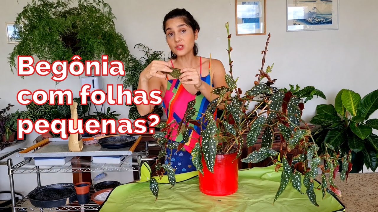BEGÔNIAS COM FOLHAS PEQUENAS? Diagnóstico da Begonia maculata!