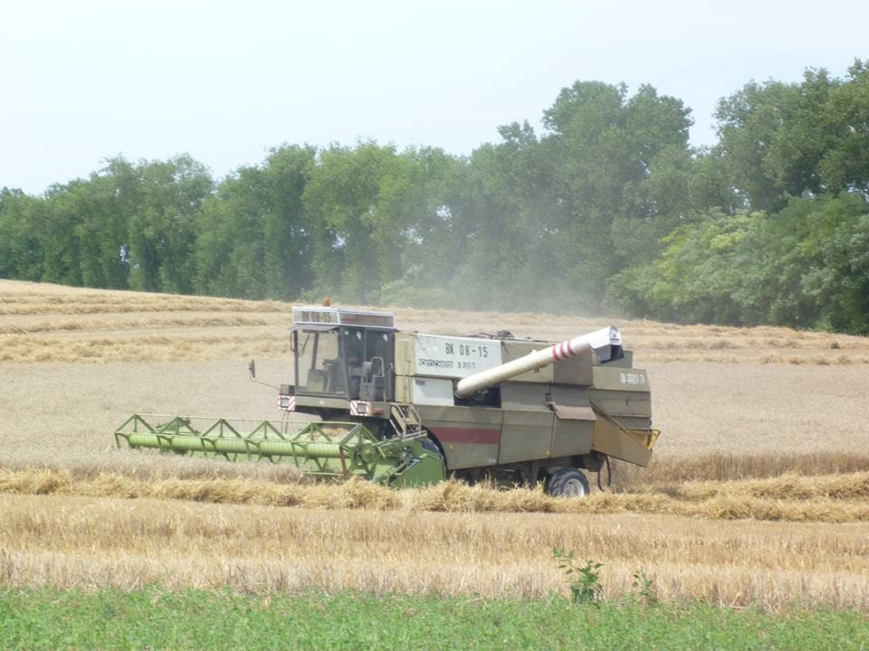 ŽNĚ 2015 - PŠENICE
