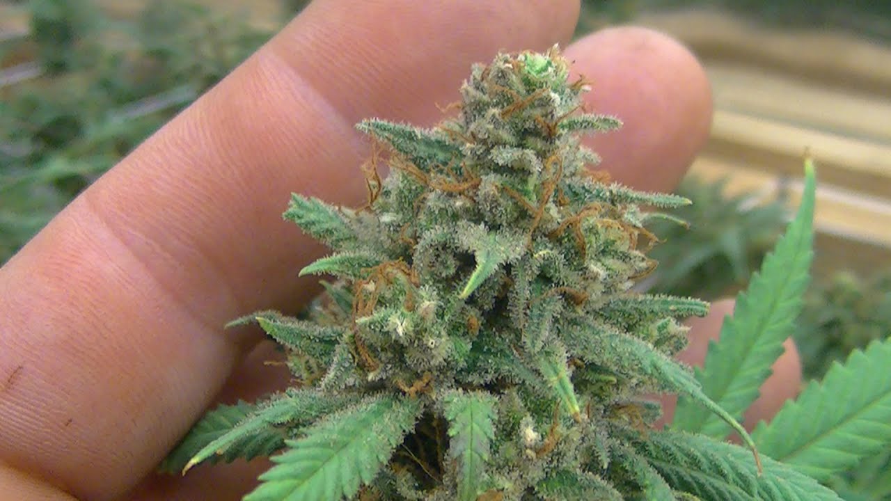 Green Ninjas Grow Room Season 4 Episode 21:  A grow room update