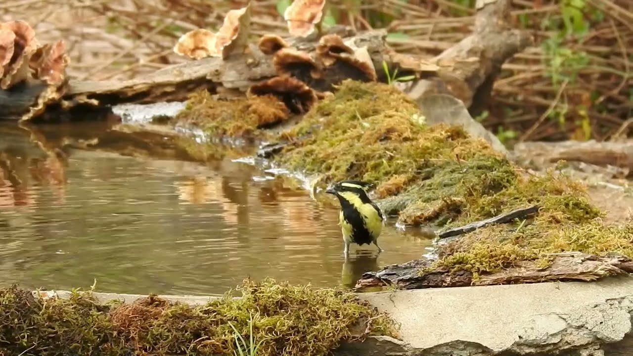 Himalayan Black-lored Tit from Sattal