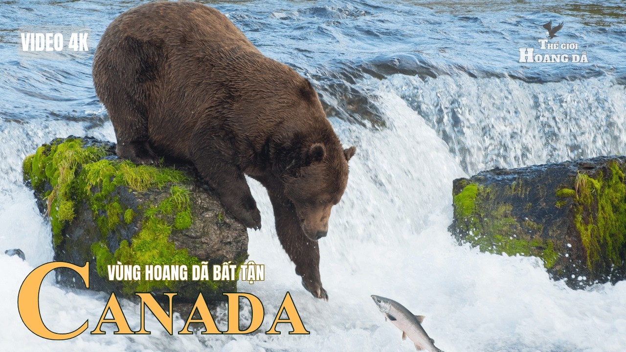 CANADA HOANG DÃ - Vùng Đất Lạnh Giá Nhất Bắc Mỹ | Khám Phá Thế Giới Động Vật Hoang Dã.