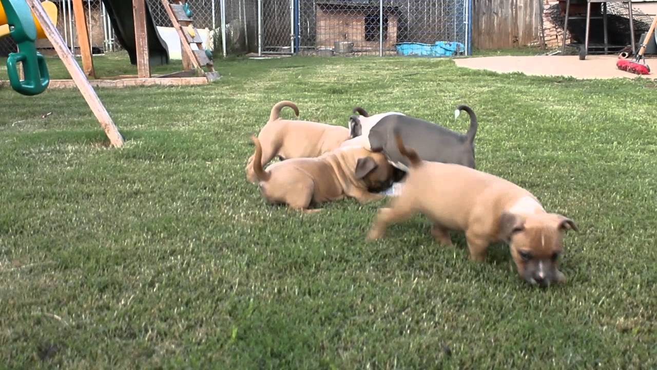 NCG Crimeboss (Toadline) x Hawkins Golddigger 7 weeks