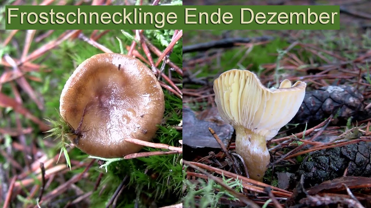 Frostschnecklinge Ende Dezember | Winterpilze