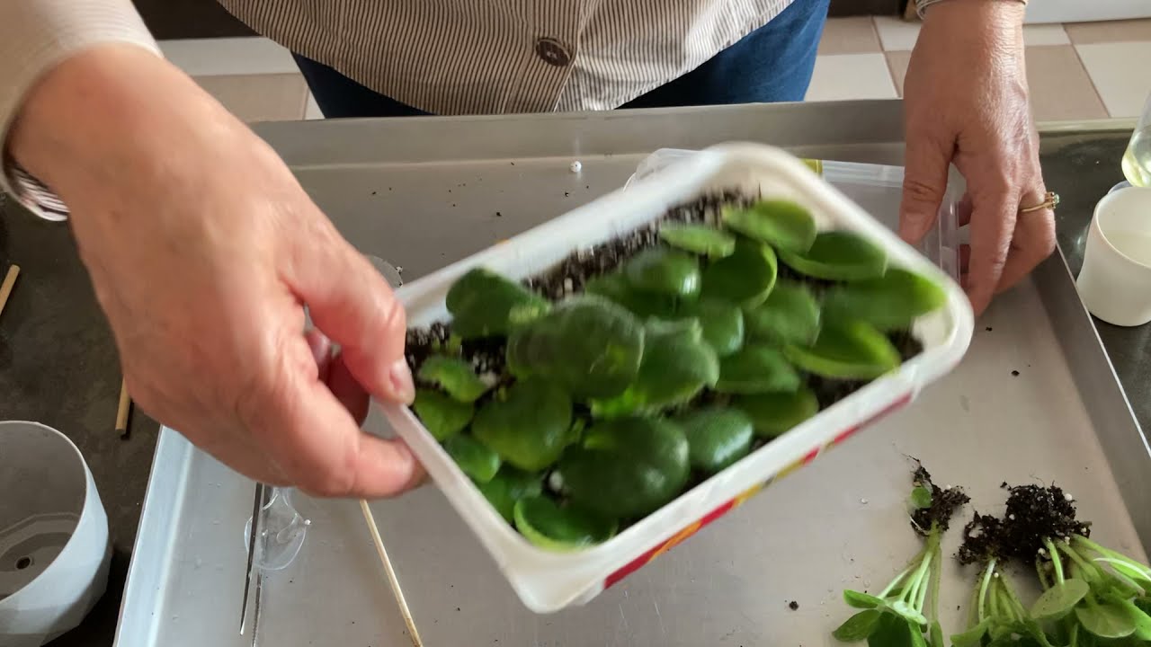 308. Gelişimi Duran Bebek Menekşeleri Şaşırttık,