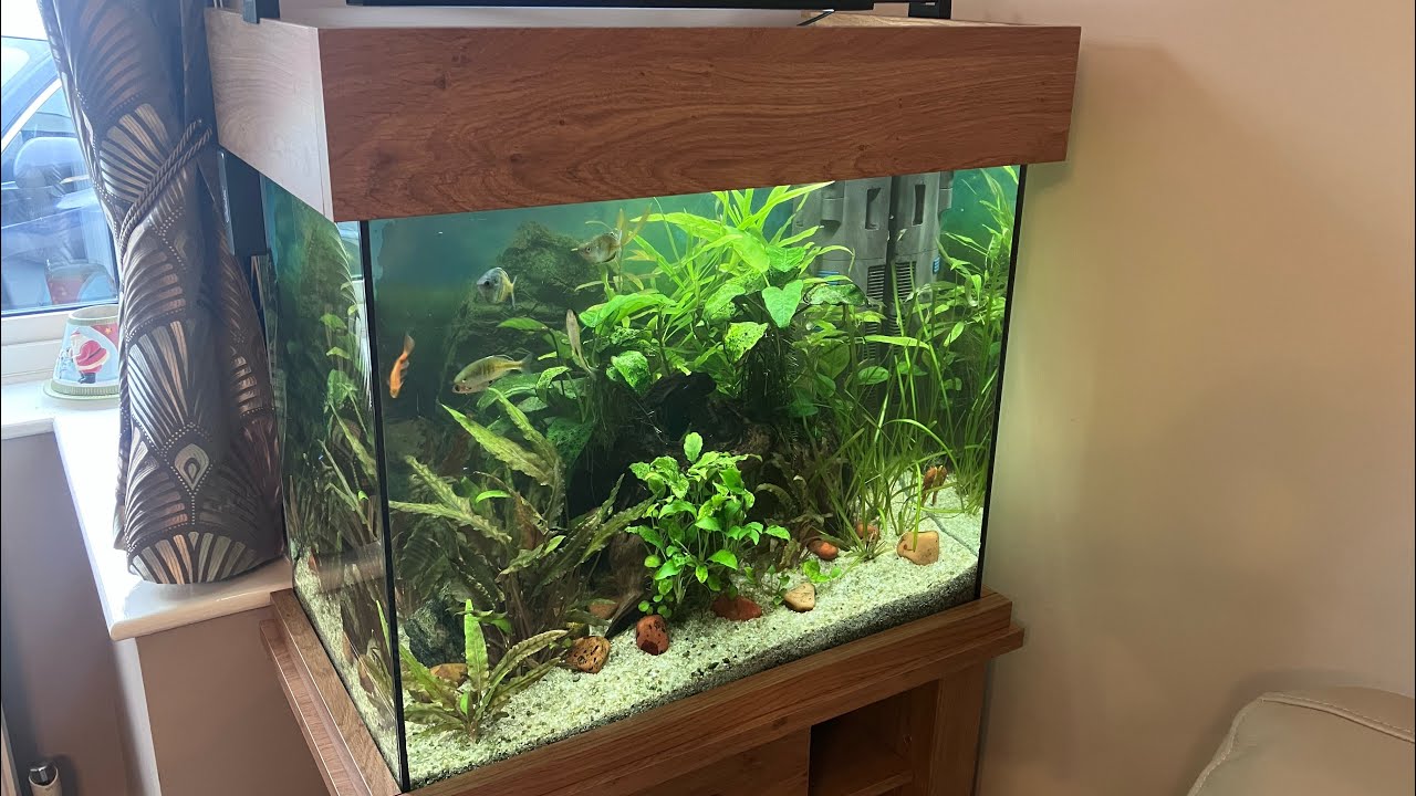 Family aquariums serviced before Christmas 🎄 